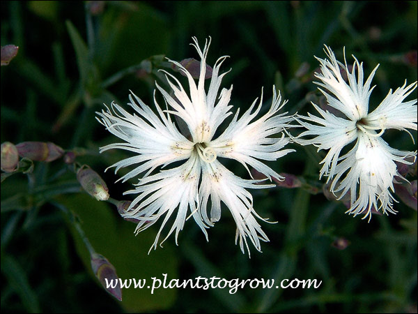 Feathery white flower of the Snad Pink